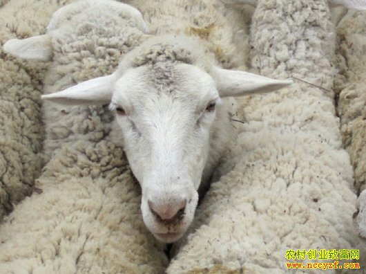 2019����۸�Ԥ�⣺�°�����ۻ��ٴ��¸�