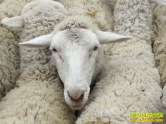 2019����۸�Ԥ�⣺�°�����ۻ��ٴ��¸�