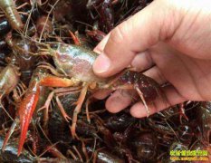 2019��5��19�չ㶫���ݻ�ɳˮ���г�С��Ϻ�۸�����