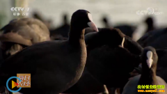 [ÿ��ũ��]��ʲô��׬Ǯ�����������ļ�����Ŀ�࿴