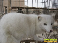 ɽ��ƽԭ�������з��紴ҵ��ֳ�������ϸ�·