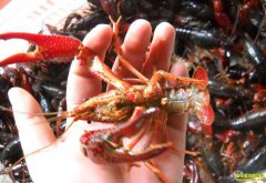 2019��7��4��������С��Ϻ�����۸�����