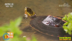 [ÿ��ũ��]����׬Ǯ�𣿻�Ե�տǹ�׬Ǯ�����