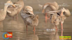 [�Ƽ�Է]��ˮѼ���¡���Ѽ���� ���л�����Ѽ��ֳ�ؾ�