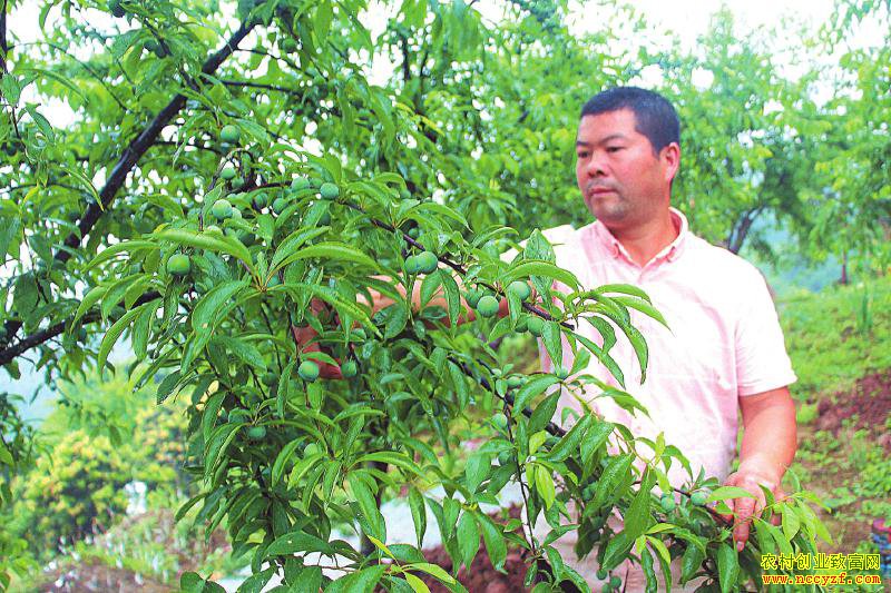 �Ĵ����ݷ���ũ������ȫ��ҵ��ֲ������׬Ǯ