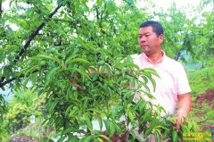 �Ĵ����ݷ���ũ������ȫ��ҵ��ֲ������׬Ǯ