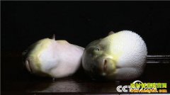 [�¸���]����������������ִ��Ʒ������۸񱩵�֮��