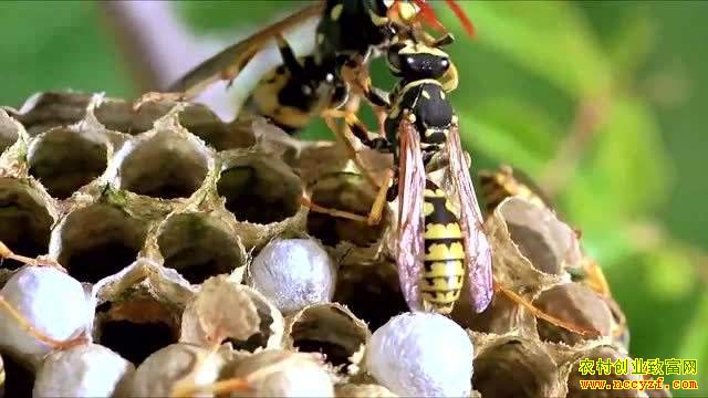 ����׬Ǯ�������ַ䲻Ϊ������ ȴ���ø���