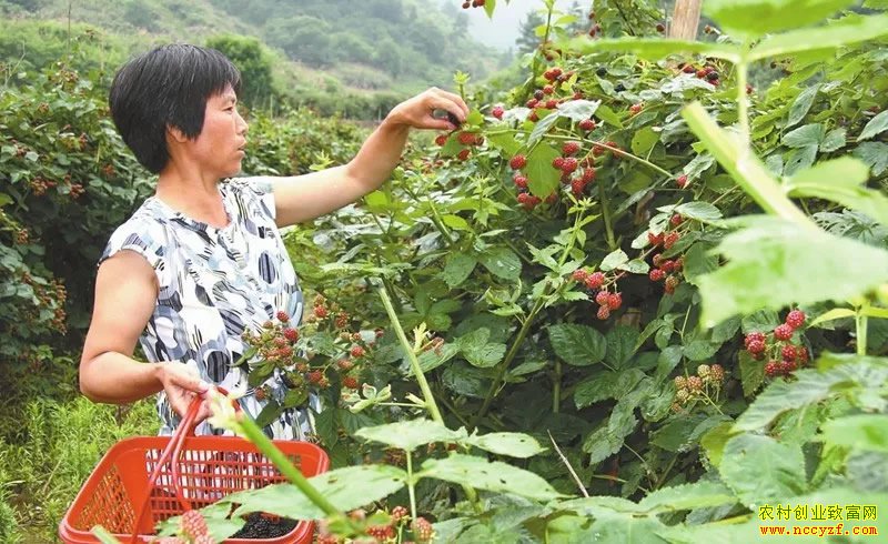 ����ۡ����������¡���̳������ֲ���������¸����廹���¸��ݾ���