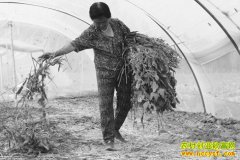 �������¸��� ɽ����������Ӣ����������������