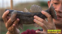 [�¸���]�ܲ��� ��ɫ�� �ҿ�����������Ӯ�÷Ƿ��Ƹ�