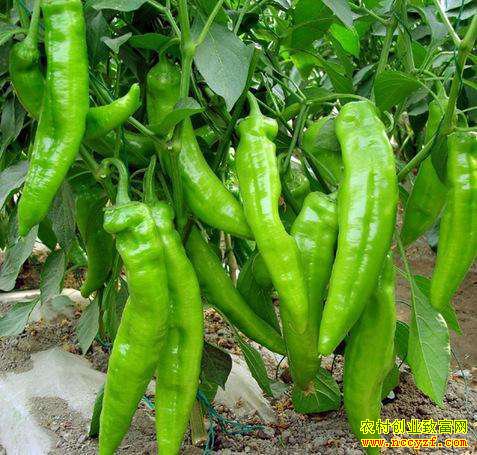 ����������Ǯһ������������۸��»� �������г���Ҳ������