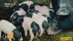 [ÿ��ũ��]��С������ ׬Ǯ�е� ��������,���ɽ��,���ػ�ţ