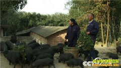 [�¸���]�Ĵ������޽ܷ��紴ҵ��ֳ�����Ჴ����ԭ����