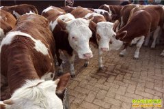 ����С�����������Ĵ���ֳ��ţ���ֵǧ��Ԫ