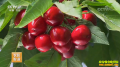 [ÿ��ũ��]ɽ�����أ���ֲ�����е�ӣ�Һ�׬Ǯ