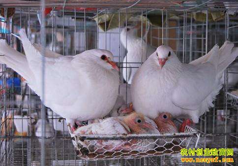 ����ȷɽ�����������ӳ����¸�����ͷ�㡱