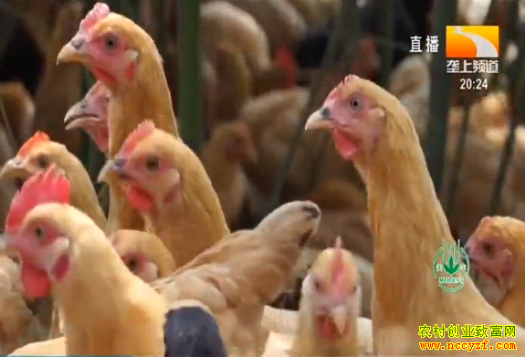 �¸��ð�����������������������ֽ�Ч���