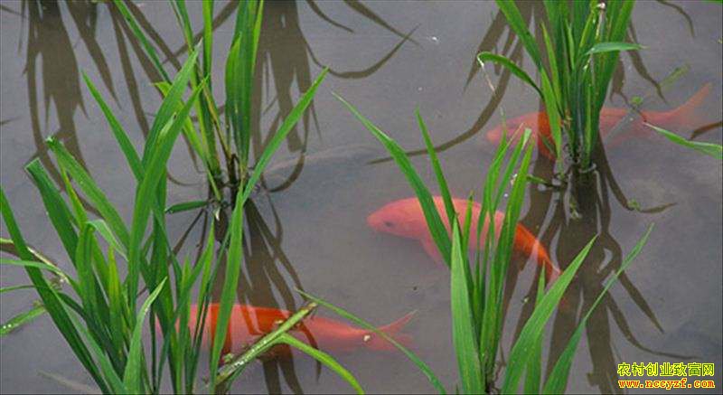 �����ۺ�������Щģʽ�ܡ�һˮ��Ӯ����