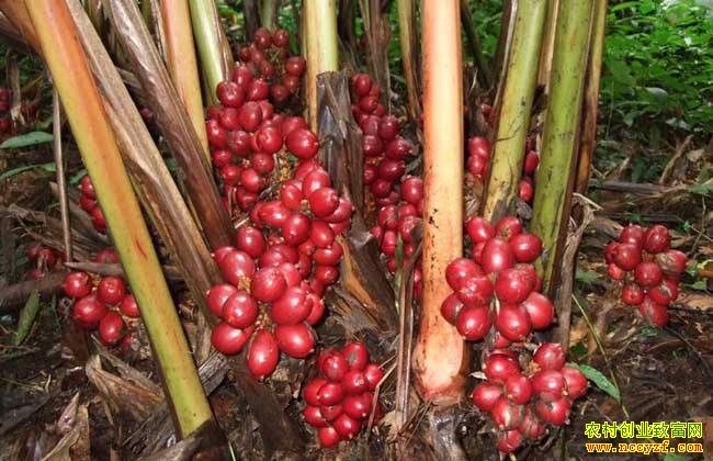 ��ֲ�ݹ�Ч��ߣ�Ķ����������Ԫ