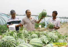 ɽ��۰��������ˮ��һ�廯������һ��ɲ�ժ�Ĳ�