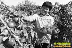 ɽ�����ȵԼ�Ӣɳ�ĵ���ֲ�������ҳɡ��¸�����