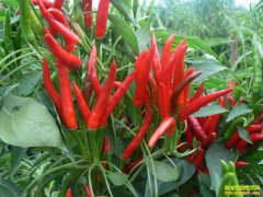 9��17��ȫ���������������������۸�����