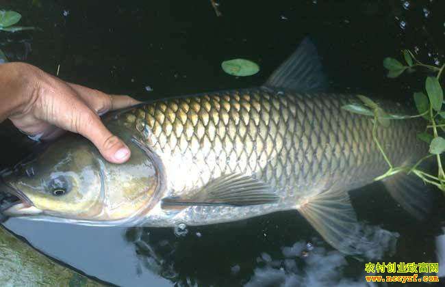 ������ϵ�ʯ�壺��ֳ���㡰��������Ȼ�����߼�