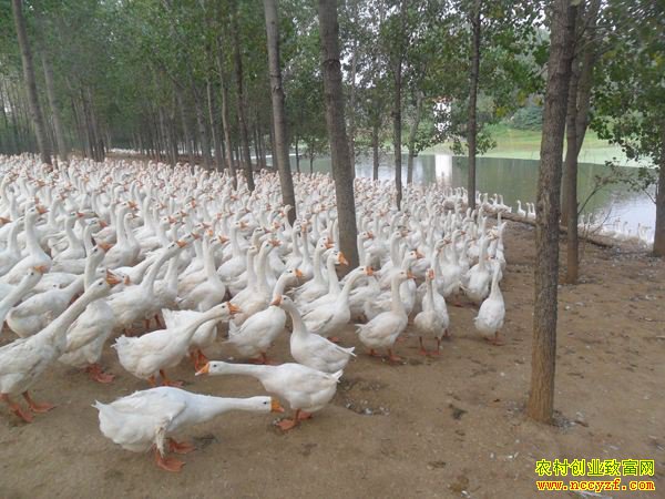 �����е潭�䰲������һ������3000��Ԫ