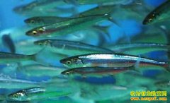 ���ϸ��ɺ���һǧԪһ��Ŀ�������ֳЧ���