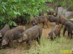 �Ĵ����س�С�շ��紴ҵ�����ֹ���