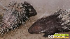 [�¸���]�Ĵ��ڽ�����ǧƽ��ֳ��������600����