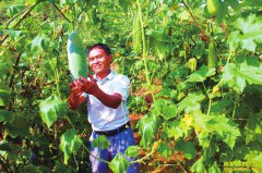 �Ĵ�����ũ���������紴ҵ��ֲ���㶬����·��