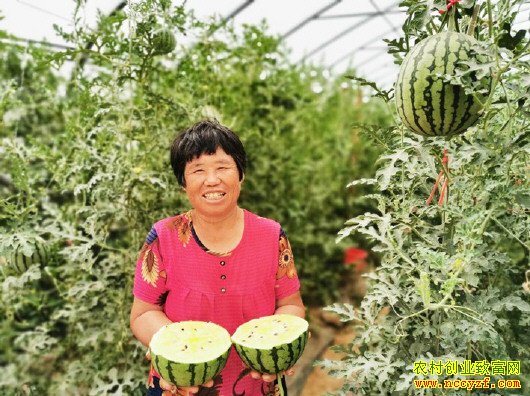 �ÿ��óԺ����� ɽ�����������������ֲ�ʺ�����ĶЧ��4���Ԫ