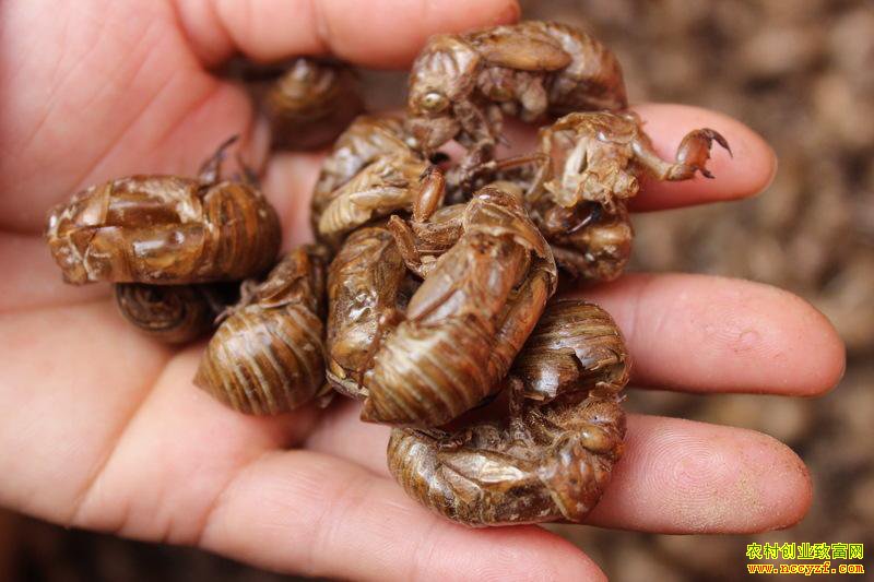 ��ҩ�Ĳ���ͼƬ