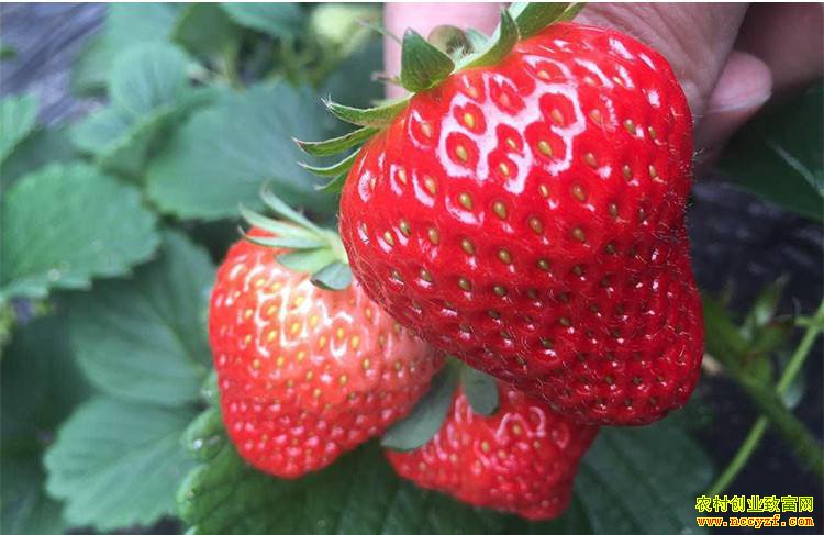 �Ϻ��׺��������ֲ���ղ�ݮ ÿ���ۼ�50Ԫ