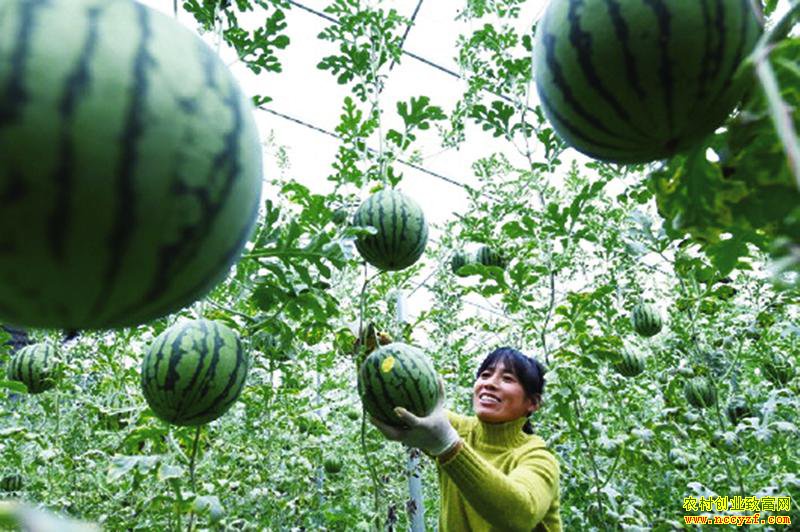 ɽ�����������»�������ֲ�ʺ����������ü�Ǯ