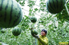 ɽ�����������»�������ֲ�ʺ����������ü�Ǯ