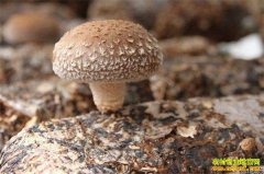 �㹽һ���������ģʽ 3�����ֵ����80��Ԫ