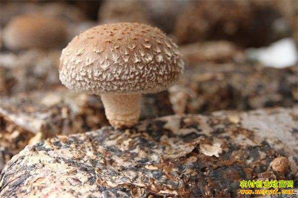 �㹽һ���������ģʽ 3�����ֵ����80��Ԫ