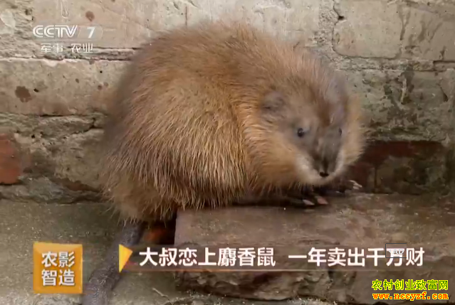 [�¸���]�ӱ���������Ӣ��ֳ������һ������ǧ��Ƹ�