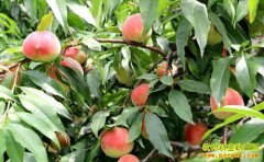 ����ƽ������ȫ������һ����׬7�� һĶ��׬22��