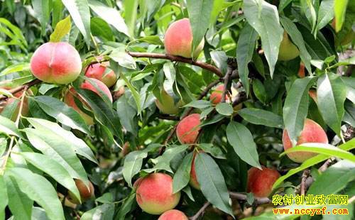 ����ƽ������ȫ������һ����׬7�� һĶ��׬22��