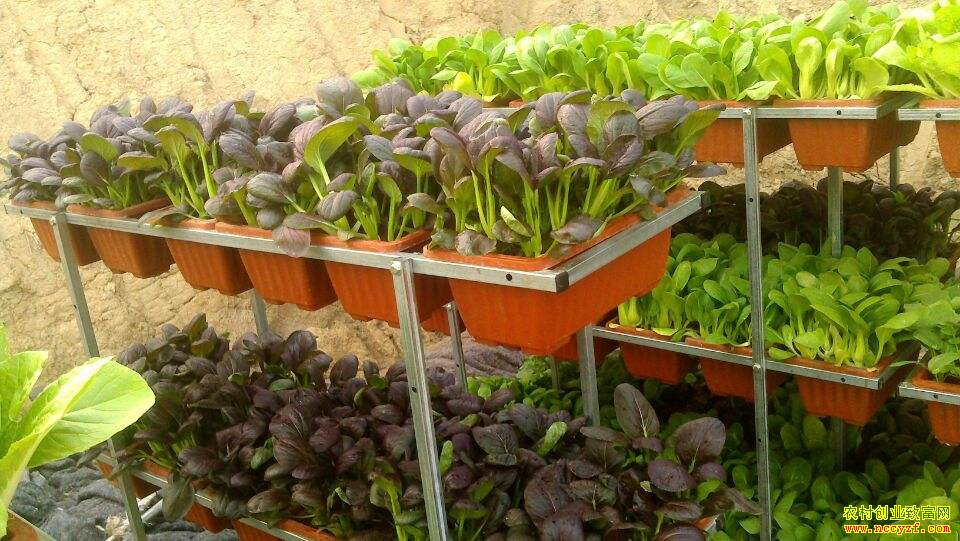 ����Ұ���ܻ�ӭ �ս�2000������