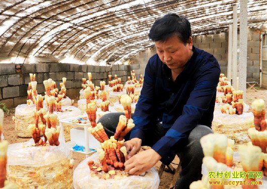 ɽ��ƽ���ؽ�����޽���֥���辰Ч���