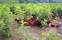 ɽ�����������ľ���ɣ�����³�������