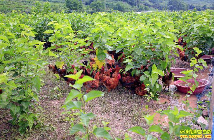 ɽ�����������ľ���ɣ�����³�������