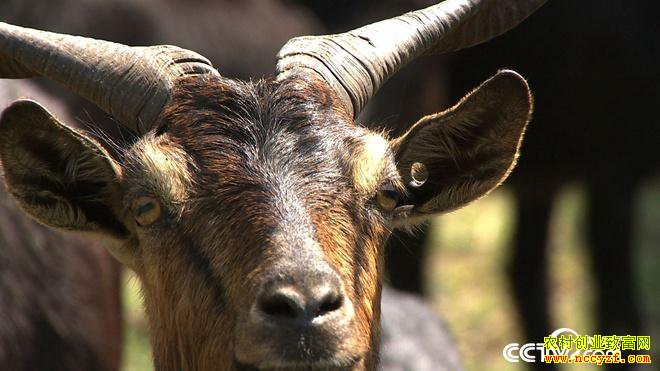 [�¸���]��������л����ϡ�������������80Ԫһ��