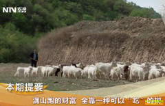 [�¸���]ɽ��������ïȪ��ɽ�ܵĲƸ� ȫ�����ԡ��ԡ��Ĺ���