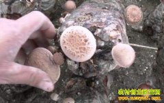 �����������û��������㹽 һ������1.5��Ԫ